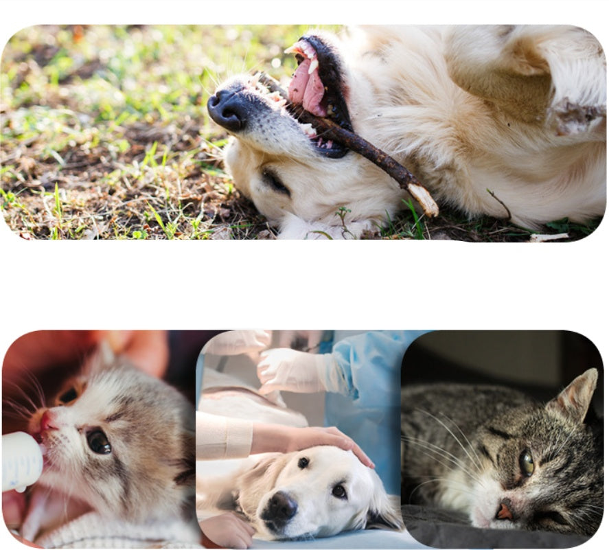 Pet Deodorant Cleaning Wipes for Dogs & Cats | Odor Remover, including playful pets and vet interactions.